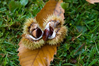 Castanea sativa - kaštanovník jedlý - plod otevřený